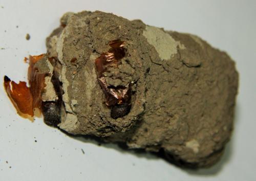 Sceliphron sp.