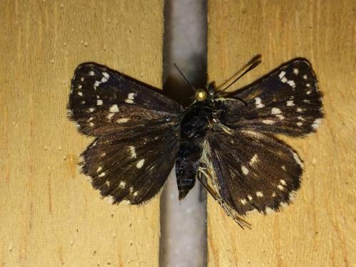 Réf. 177 828 : Spialia sertorius