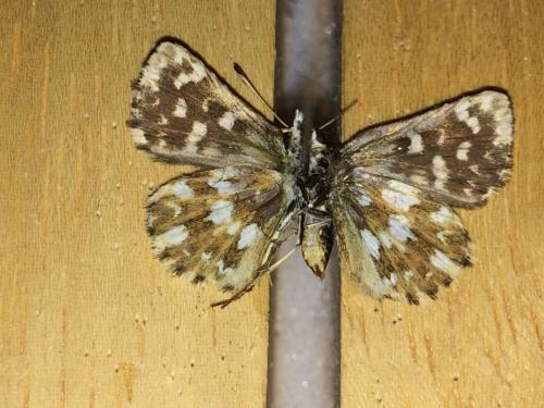 Réf. 177 829 : Spialia sertorius