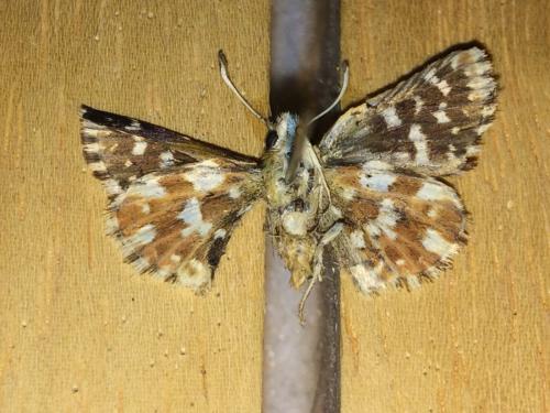 Réf. 177 831 : Spialia sertorius