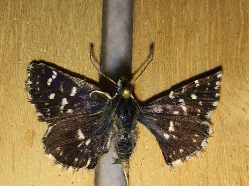 Réf. 177 830 : Spialia sertorius