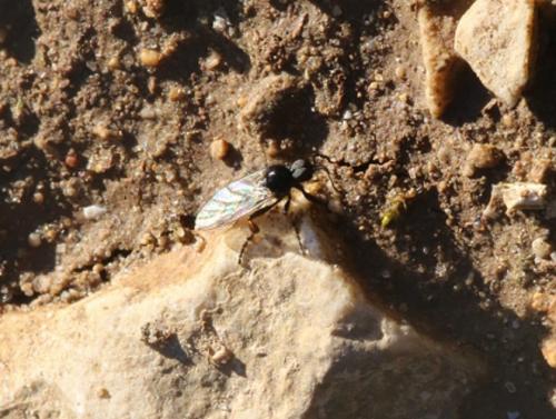 Bibio femoralis