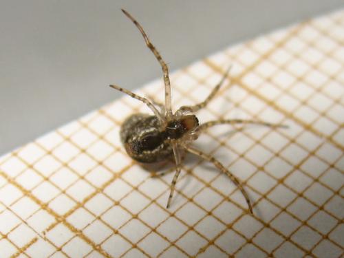 Metellina sp.