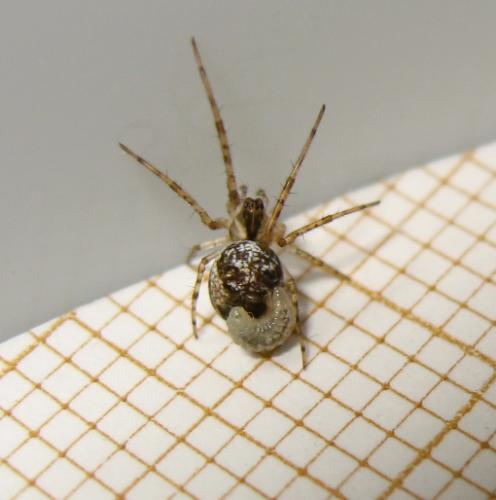 Metellina sp.