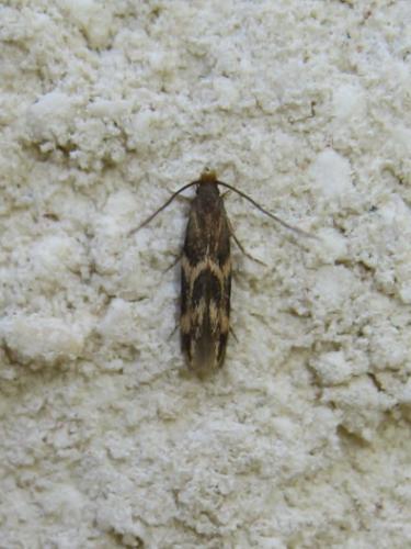 Oinophila v-flava