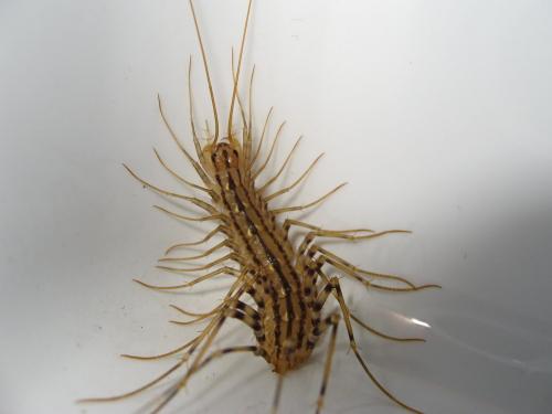 Réf. 177 064 : Scutigera coleoptrata
