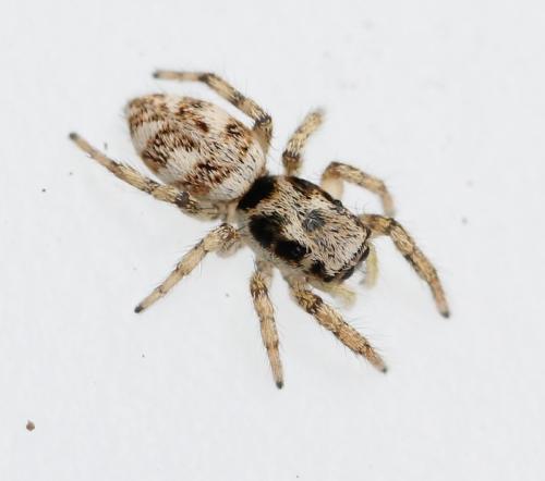 Salticus scenicus
