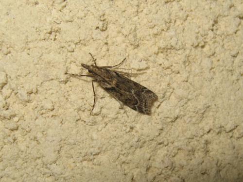 Eudonia angustea