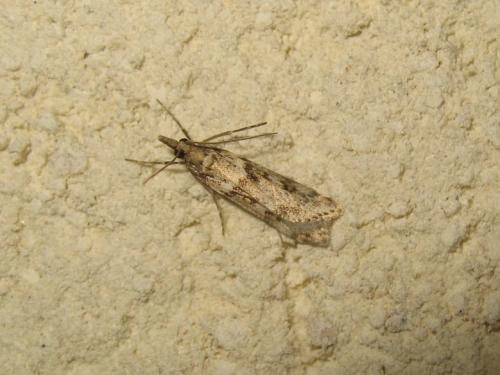 Réf. 177 387 : Eudonia angustea
