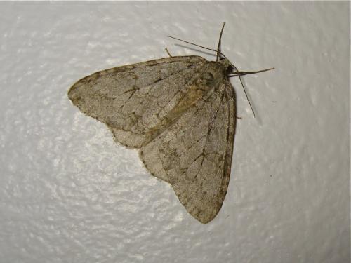Epirrita sp.