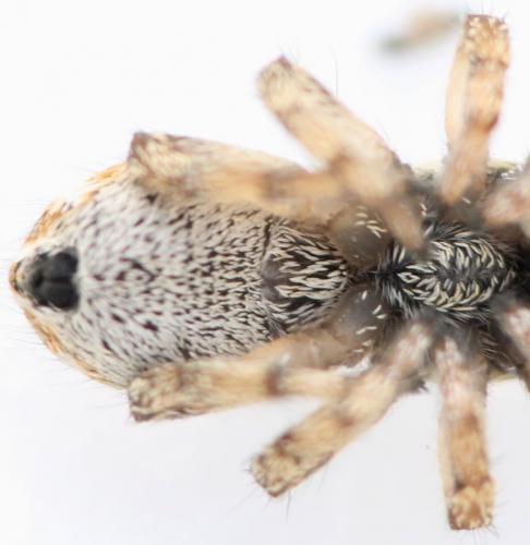 Salticus scenicus