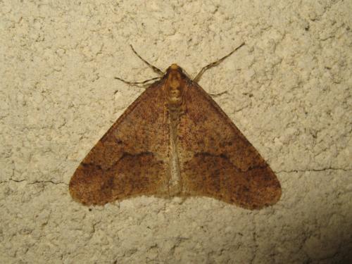 Erannis defoliaria