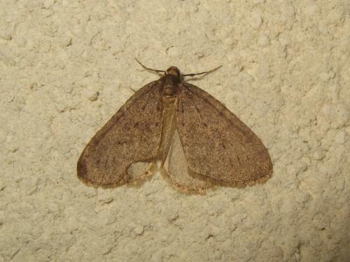 Operophtera brumata