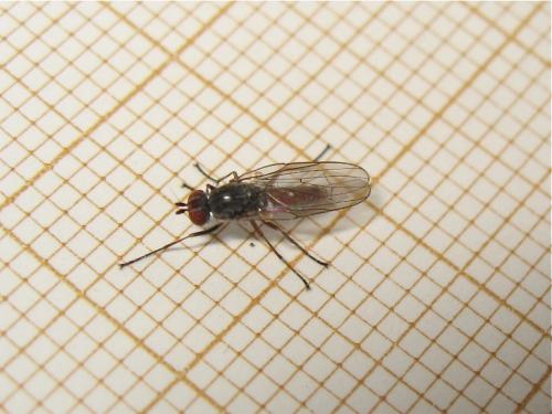 Heteromyza atricornis