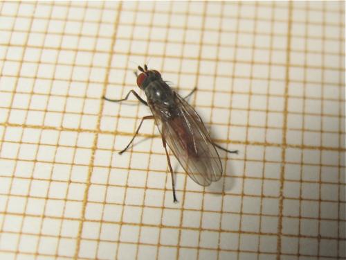 Heteromyza atricornis