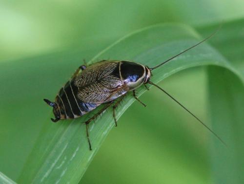 Ectobius sylvestris