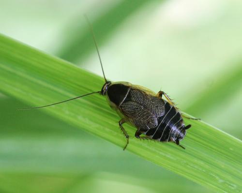 Ectobius sylvestris