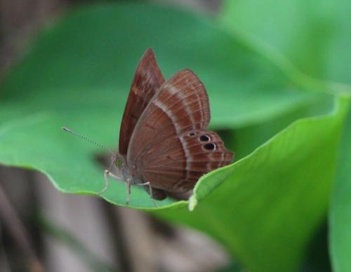 Réf. 177 424 : Abisara echerius