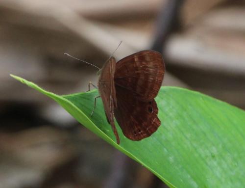 Réf. 177 425 : Abisara echerius