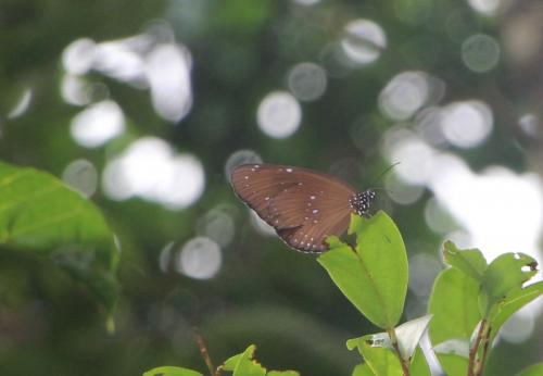 Réf. 177 927 : Euploea mulciber
