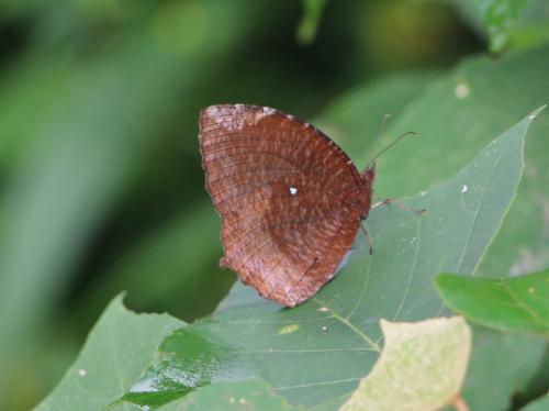 Elymnias hypermnestra