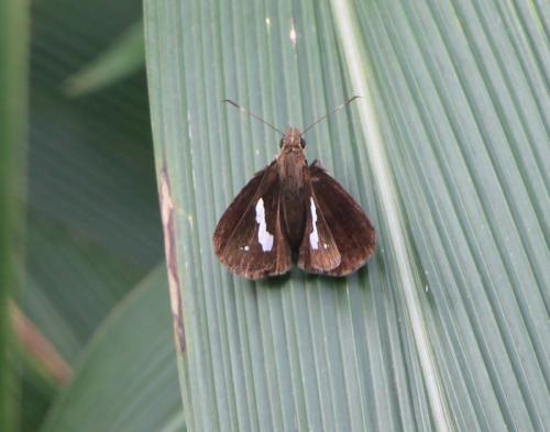 Notocrypta paralysos