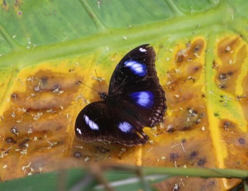 Hypolimnas bolina