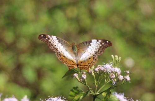 Vindula erota