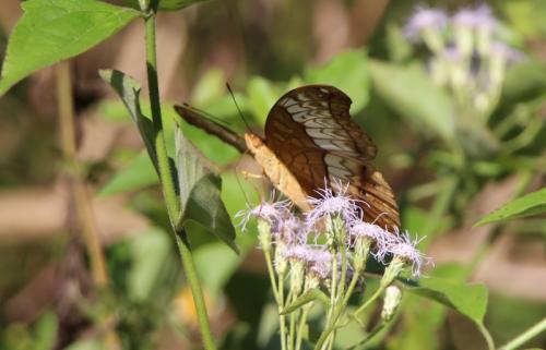 Vindula erota