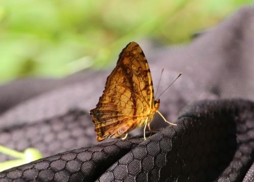 Réf. 177 073 : Symbrenthia (lilaea-hippoclus)