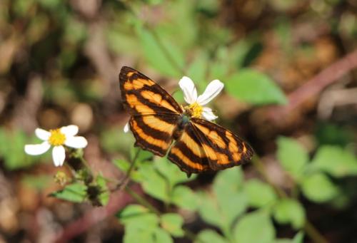 Symbrenthia (lilaea-hippoclus)