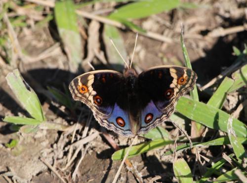 Réf. 177 390 : Junonia orithya