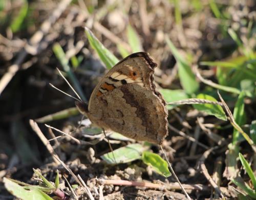Réf. 177 391 : Junonia orithya