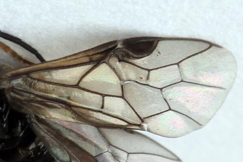 Réf. 177 306 : Cladius pectinicornis