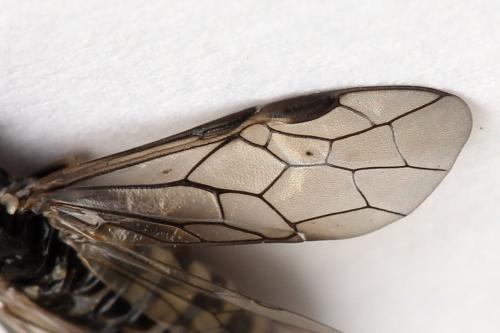 Réf. 177 318 : Empria magnicornis