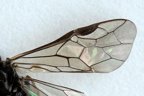 Réf. 177 307 : Empria magnicornis
