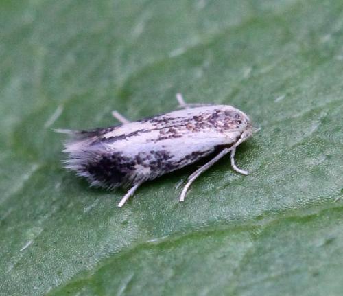 Stigmella trimaculella