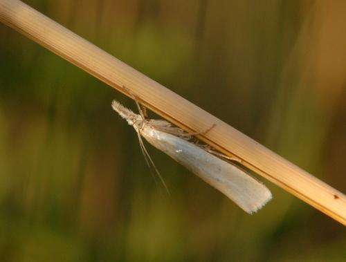 Réf. 177 794 : Crambus perlella