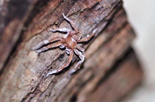 Olios argelasius