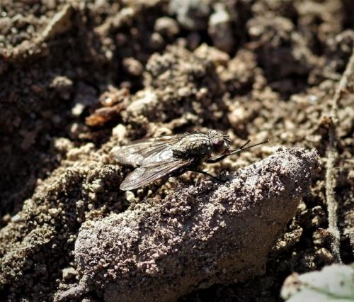 Helina evecta
