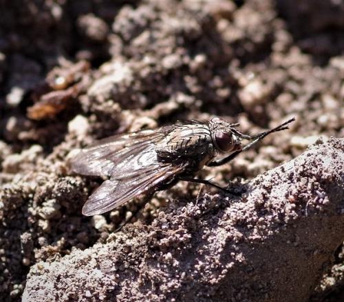 Helina evecta