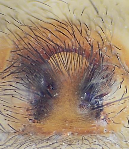 Réf. 177 087 : Inermocoelotes inermis