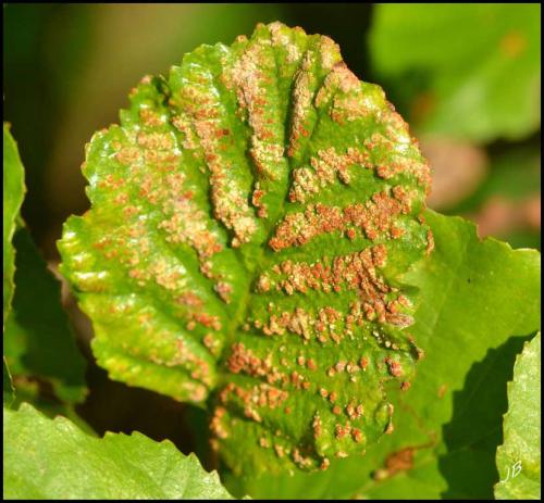 Acalitus brevitarsus