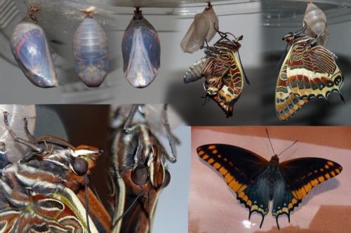 Charaxes jasius
