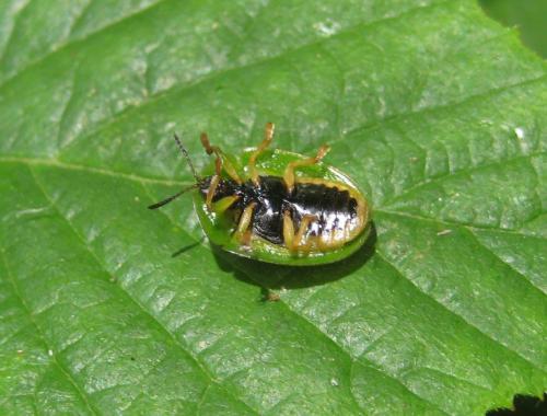 Réf. 177 025 : Cassida viridis