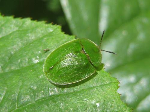 Réf. 177 026 : Cassida viridis