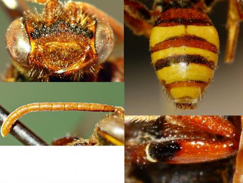Réf. 177 781 : Nomada (flava-panzeri)
