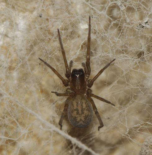 Amaurobius sp.