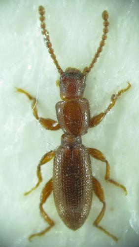 Laena ferruginea