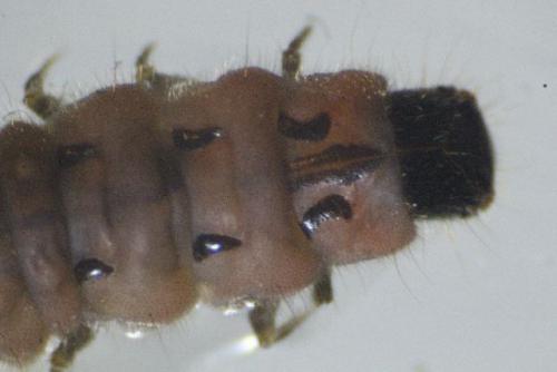 Malachius bipustulatus